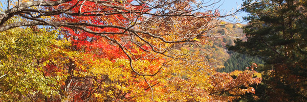 信州の秘境「遠山郷」紅葉ドライブ